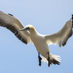 Gannet 1
