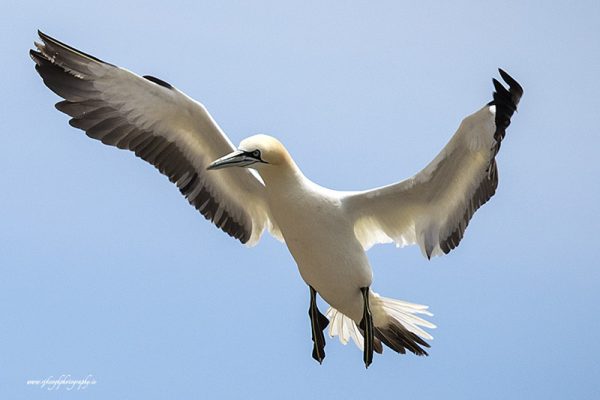 Gannet 1
