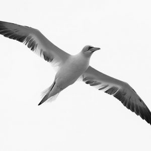 Gannet 3