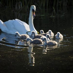 Swan and Cygnets on the Royal Canal