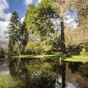Botanic Gardens Reflection