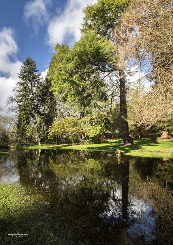 Botanic Gardens Reflection