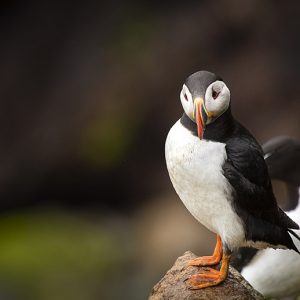 Puffin on Saltee Islands 3