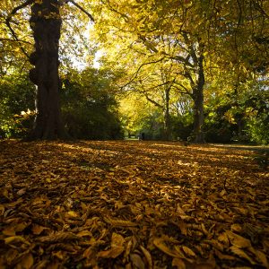 Autumn, St Stephen's Green 4