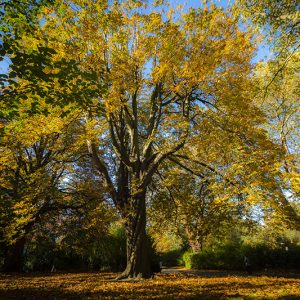 Autumn, St Stephen's Green 3