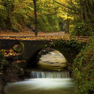 Autumn at St Anne's Park, Clontarf
