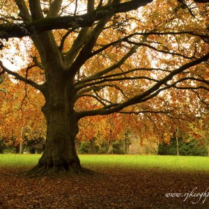 Autumn, Phoenix Park, Dublin
