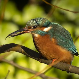 Kingfisher 2