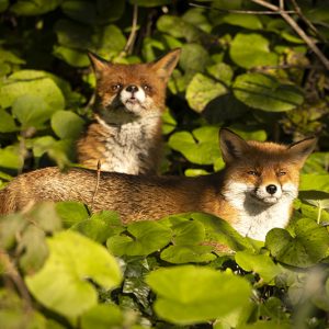 Mr and Mrs. Fox