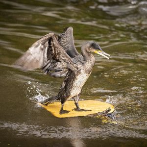 Surfing USA