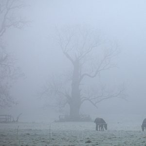 Horses in the Mist, Farmleigh House