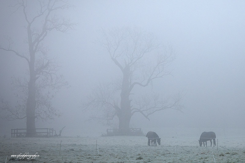 Horses in the Mist, Farmleigh House