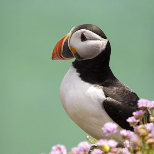 Colourful Puffin