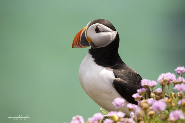 Colourful Puffin