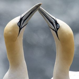 The Lovebirds